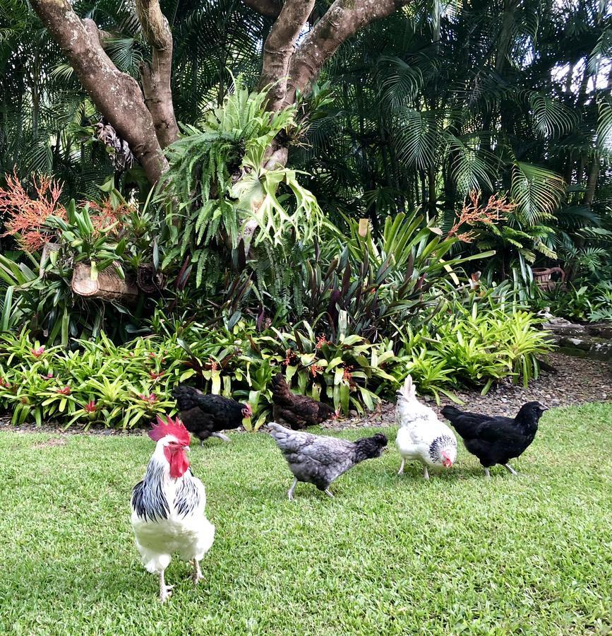 Eden Rest Bed & Breakfast Cooroy Exterior photo